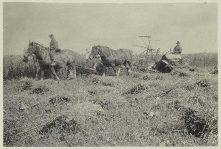 Afbeelding van oude landbouwwerktuigen, in gebruik bij het maaien. Afbeelding met gemaaid gras en paarden die de maaimachine trekken. Op het voorste paard zit een man, op de machine ook.