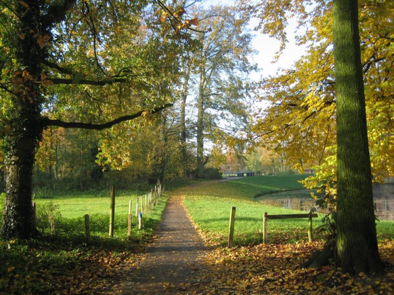 Een bospad loopt door een open plek in het bos met groen gras aan beide zijden.